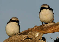 Grey-backed Fiscal