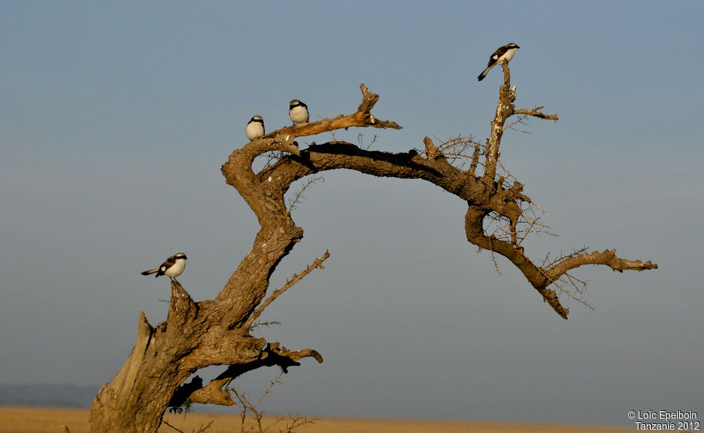 Grey-backed Fiscal