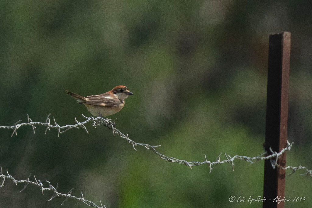 Woodchat Shrike