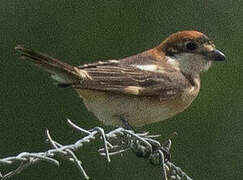 Woodchat Shrike