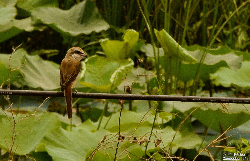 Brown Shrike