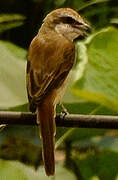 Brown Shrike