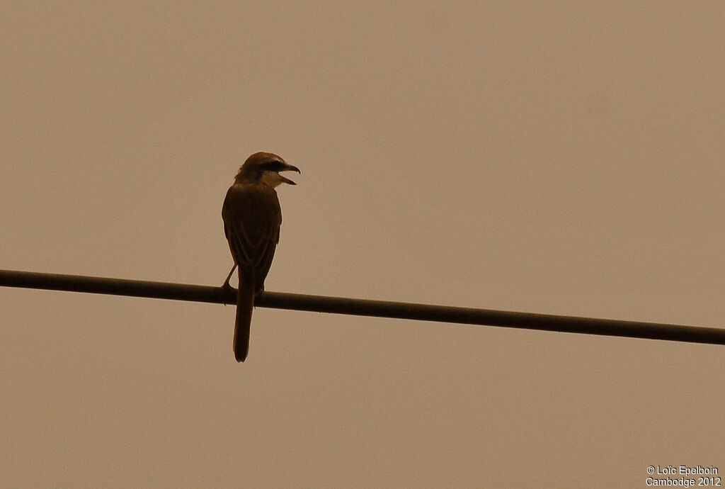 Brown Shrike