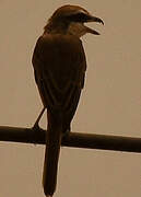 Brown Shrike