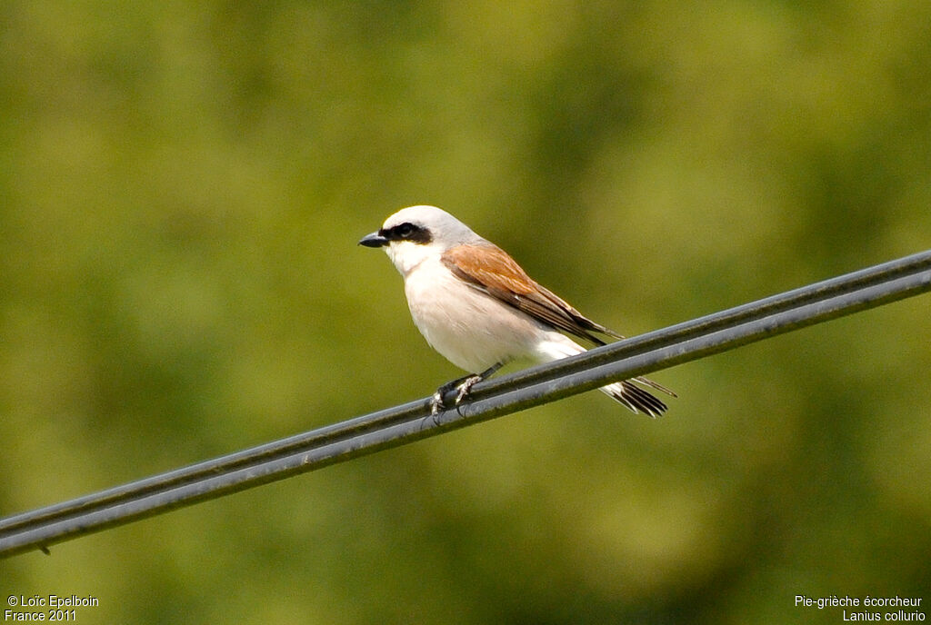 Red-backed Shrike