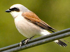 Red-backed Shrike