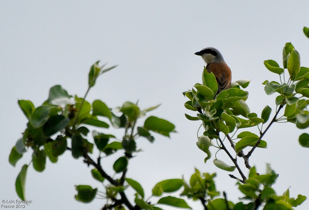 Red-backed Shrike