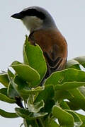 Red-backed Shrike