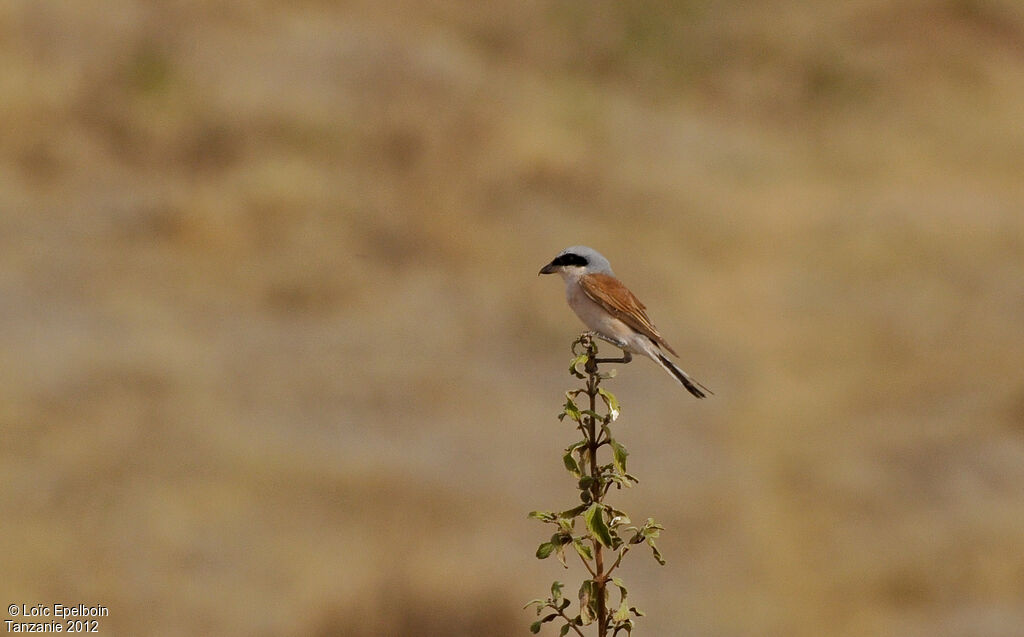 Red-backed Shrike