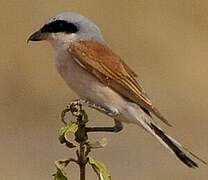 Red-backed Shrike