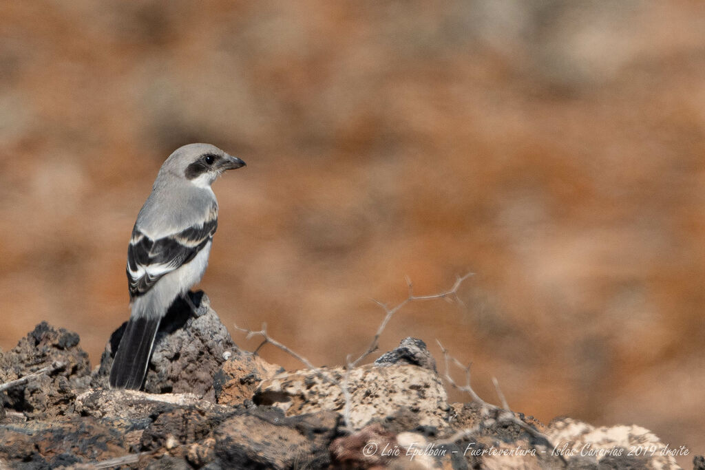 Great Grey Shrike