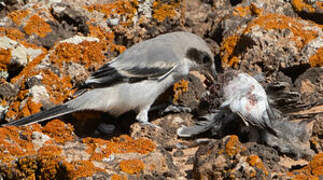 Great Grey Shrike