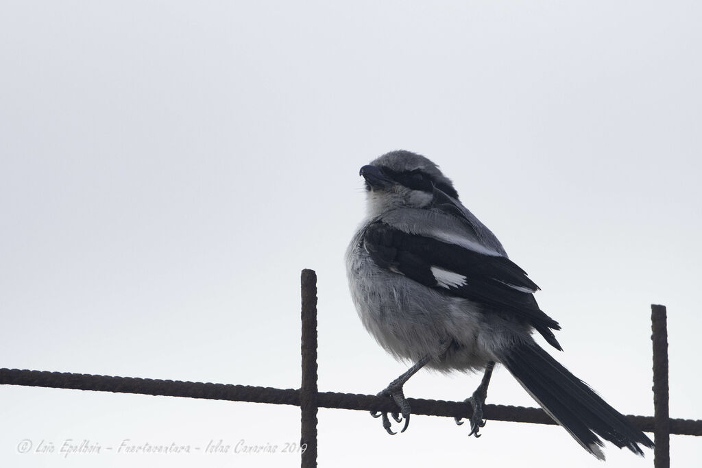 Great Grey Shrike