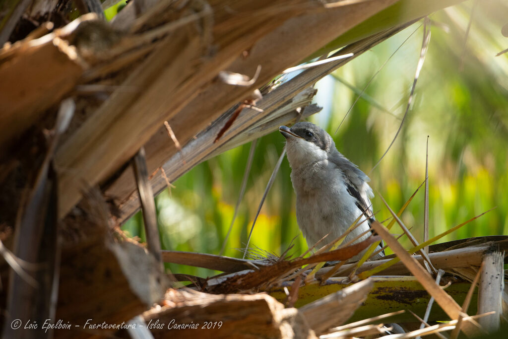 Great Grey Shrike