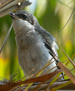 Great Grey Shrike