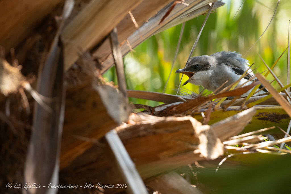 Great Grey Shrike