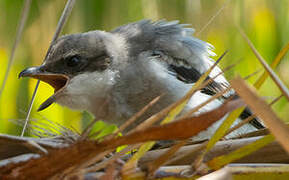 Great Grey Shrike