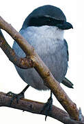 Iberian Grey Shrike