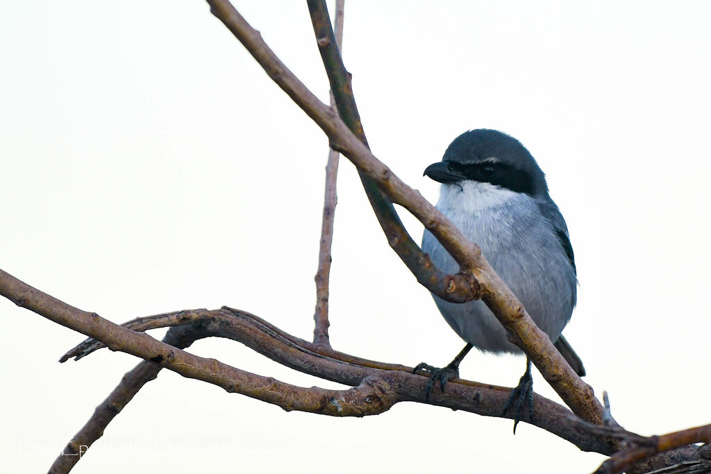 Iberian Grey Shrike