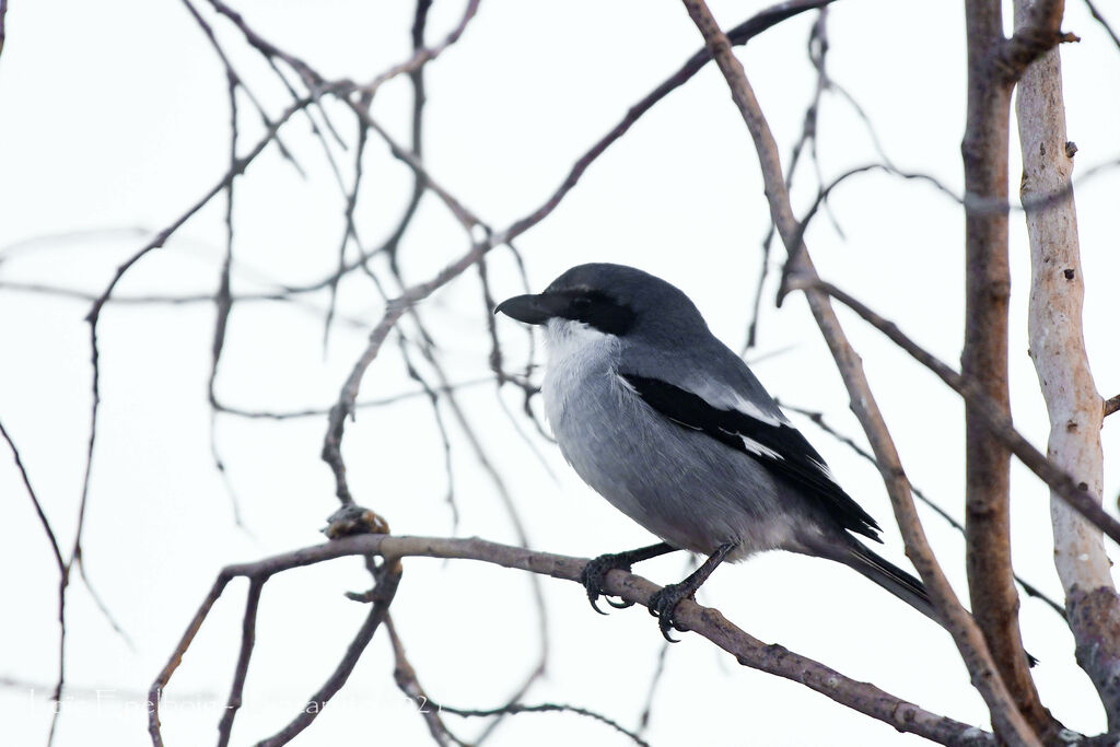 Iberian Grey Shrike