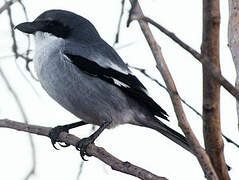 Iberian Grey Shrike