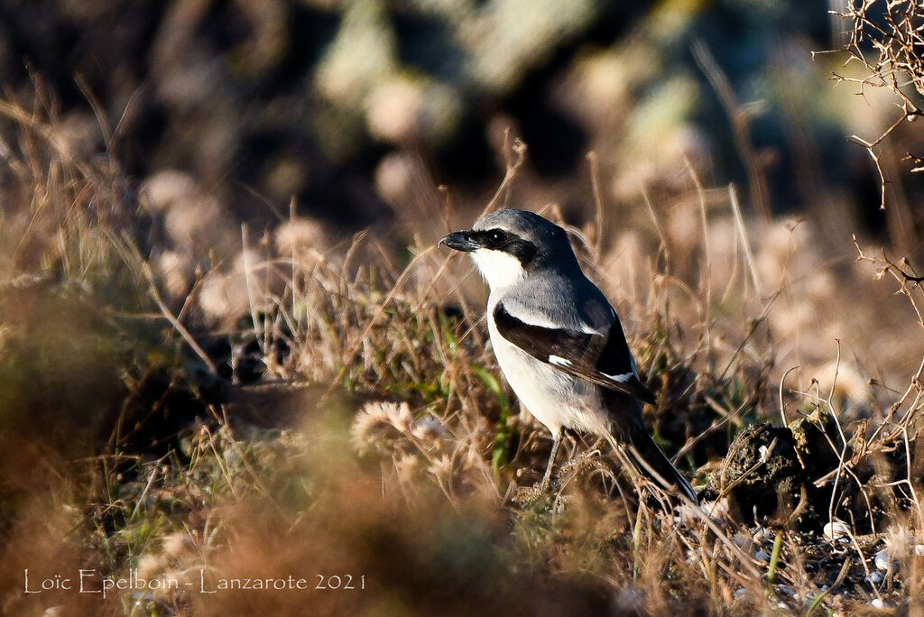 Iberian Grey Shrike