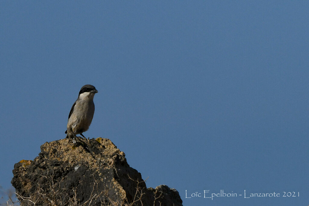 Iberian Grey Shrike