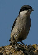 Iberian Grey Shrike