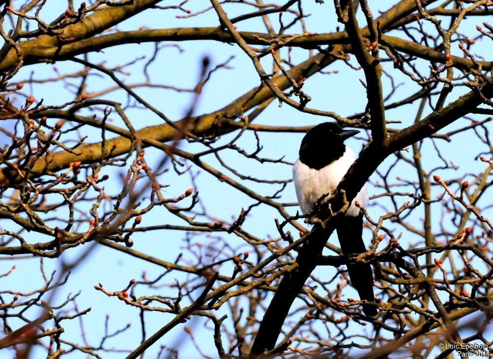 Eurasian Magpie