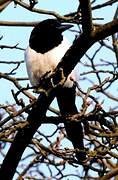 Eurasian Magpie