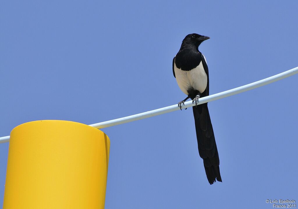 Eurasian Magpie