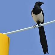 Eurasian Magpie