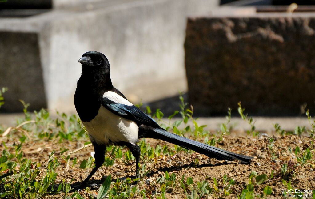 Eurasian Magpie