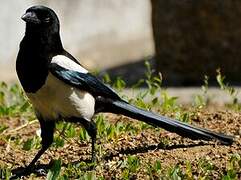 Eurasian Magpie