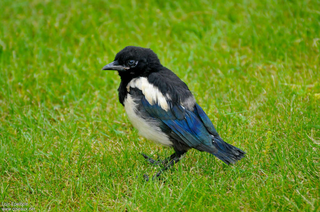 Eurasian Magpiejuvenile, identification