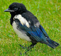 Eurasian Magpie