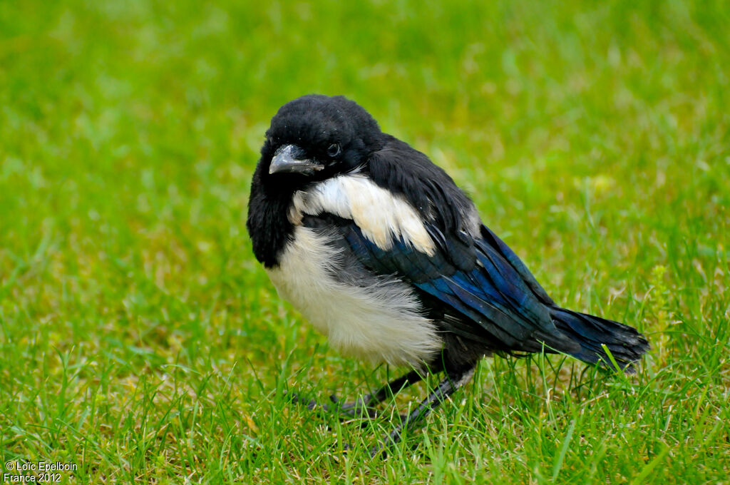 Eurasian Magpie