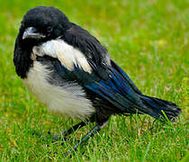 Eurasian Magpie