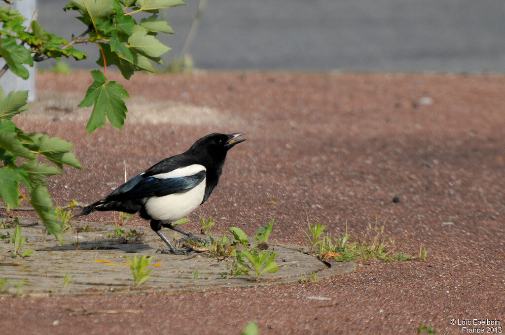 Eurasian Magpie