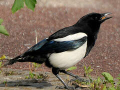 Eurasian Magpie