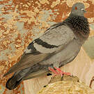 Pigeon biset