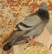 Rock Dove