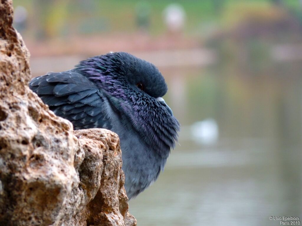 Rock Dove