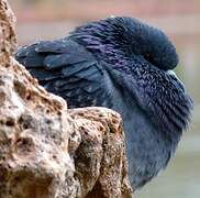 Rock Dove