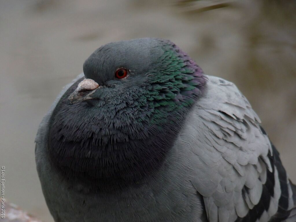 Pigeon biset