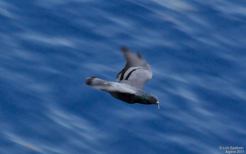 Rock Dove