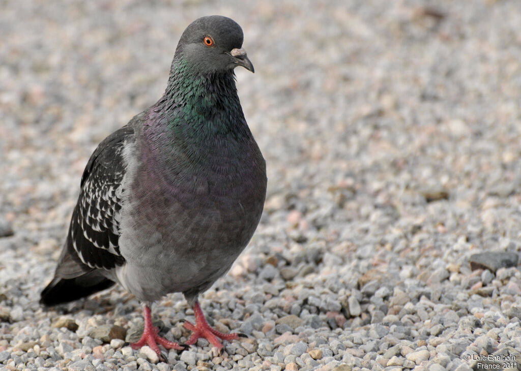 Pigeon biset