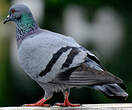 Pigeon biset