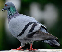 Pigeon biset