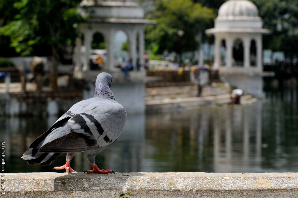 Rock Dove